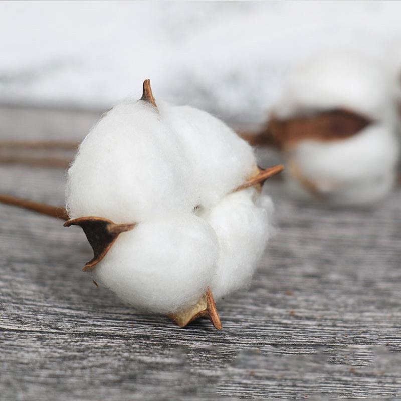 Artificial Dried Cotton Flowers White, 5pcs - Image 5
