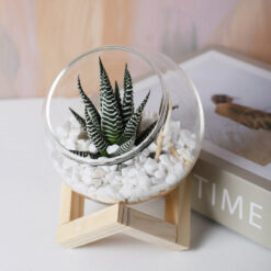 Nordic Style Transparent Glass Terrarium Flower Pot with Wooden Holder
